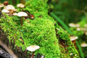 世界举重青训营康复训练教材线上测试开放，世界举重青年锦标赛